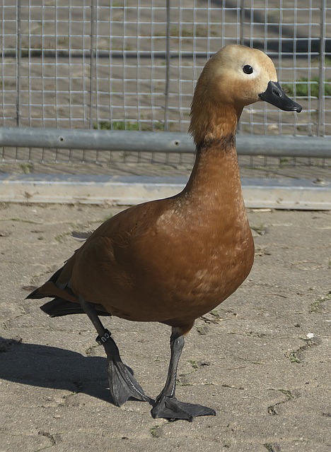 双失误